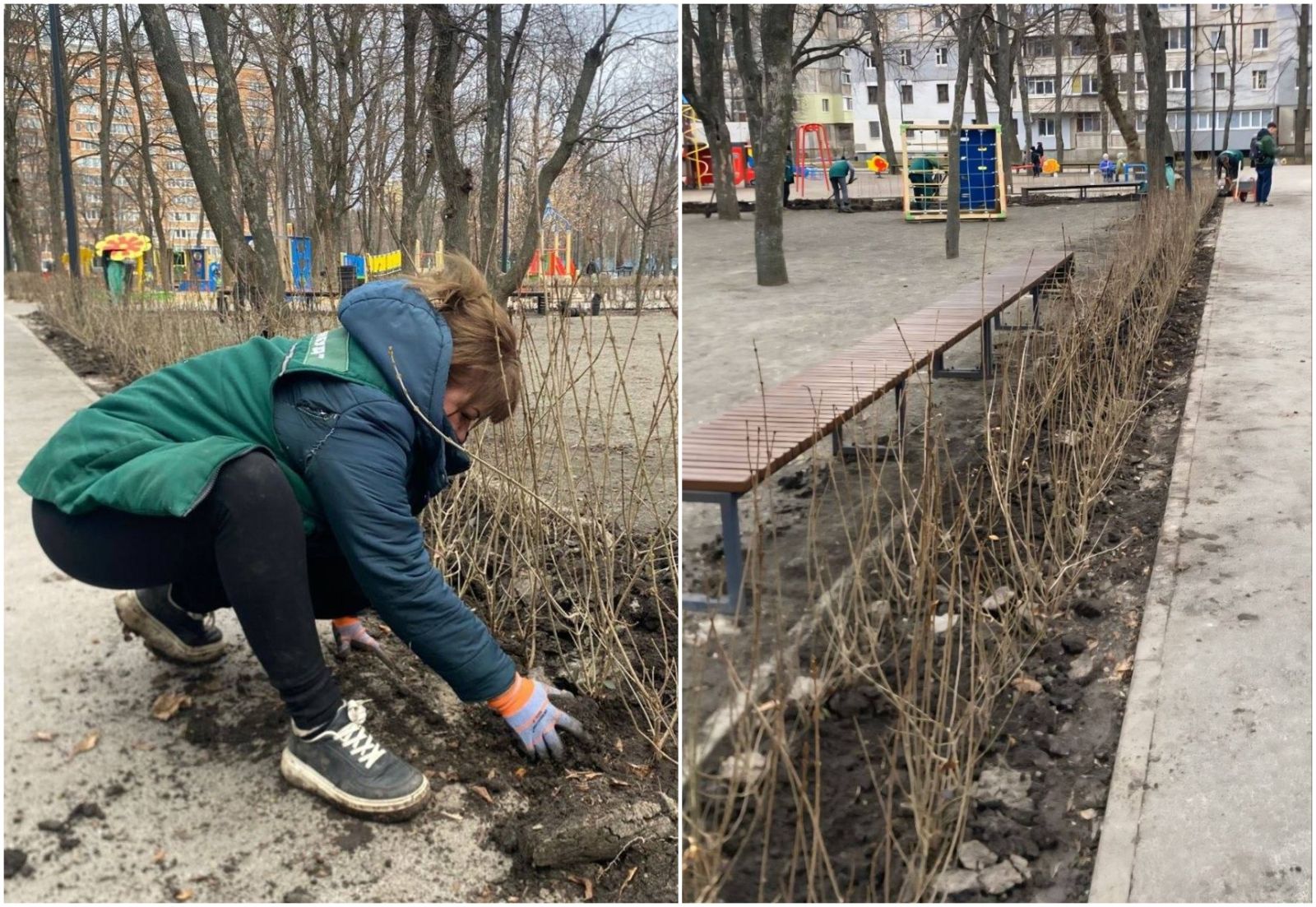 Популярний сквер Харкова прикрасили сотнями кущів бирючини